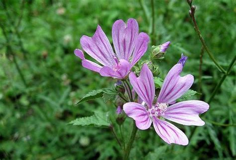 malvarosa plant care|Malva Plant Growing & Care Guide for Gardeners.